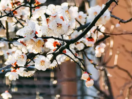 Casino777 Kaszinó Mobilalkalmazás